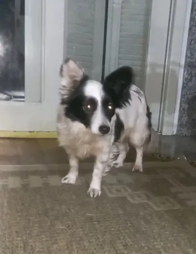 Cachorrinha doação