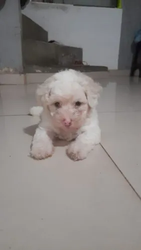 Poodle n1