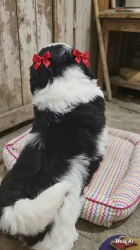 Amor de patinha