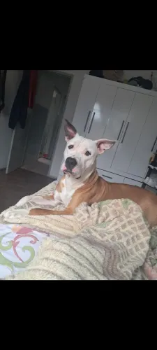 Cachorro para adoção American bully 