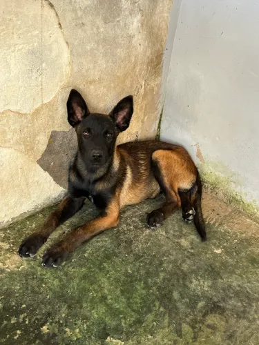 Pastor Malinois 