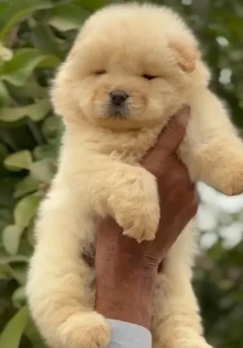 Filhotes de Chow Chow | Uma escolha para guardar no coração!