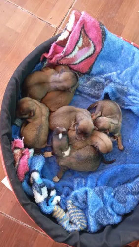 Vendo filhotes de shih Tzu 