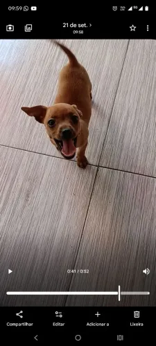 Cachorro pinscher