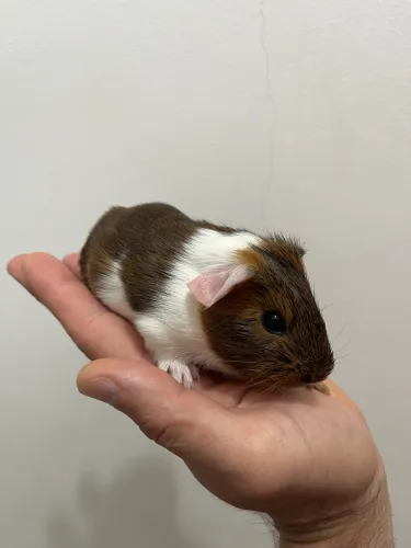 Porquinho da Índia