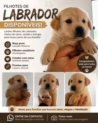 Filhotes de labrador disponíveis 