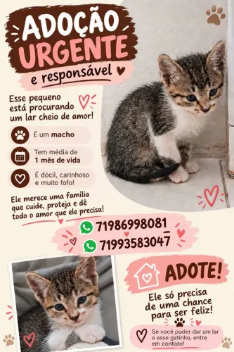Adoção responsável de filhote de gato