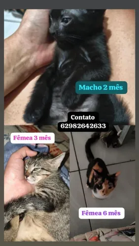 Doação de gatinhos
