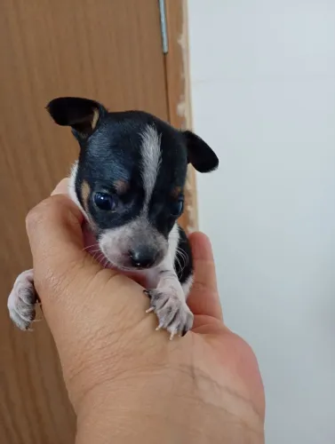 Pinscher 0