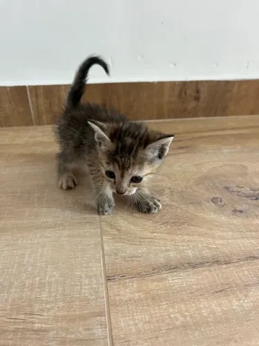 gatos 