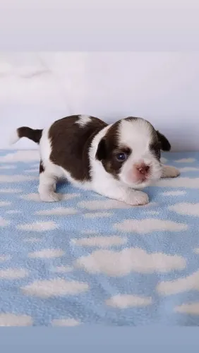 Lindos Filhotes de Shihtzu para Reserva