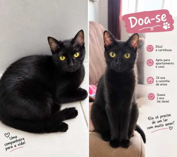 Gata fêmea