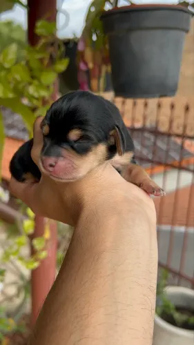 DACHSHUND FÊMEA