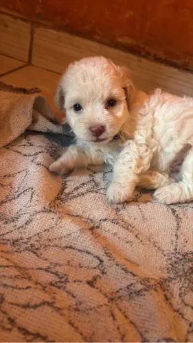 Poodle macho e fêmea tipo 1