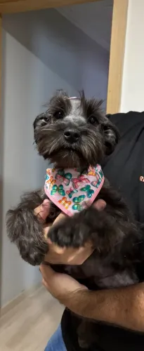 Pet