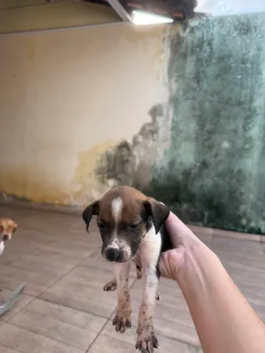 FILHOTE DE Cachorro pra adoção responsável