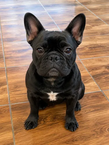 Buldogue Francês