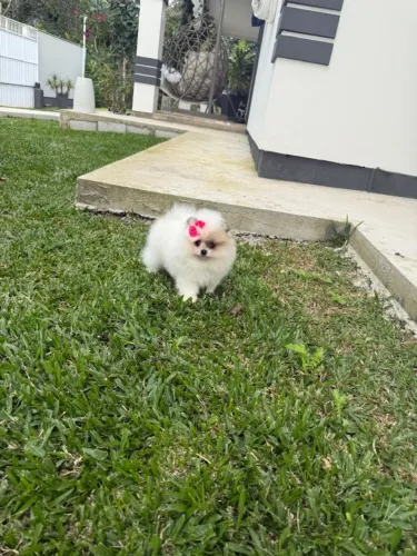 Lulu da Pomeranea fêmea 