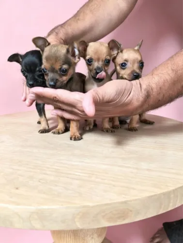 Pinscher 