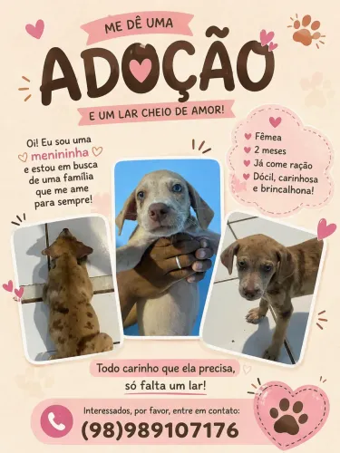 Doação de filhote