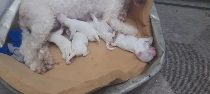 Filhotes de Poodle raças puras