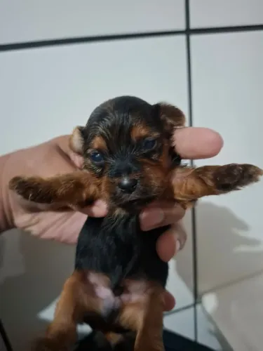 Yorkshire mini