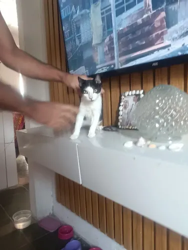 Doação de gatinho