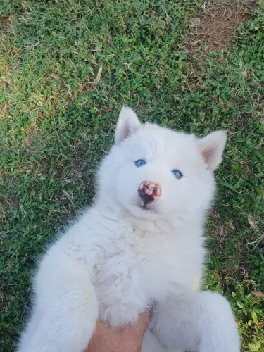 Husky Siberiano