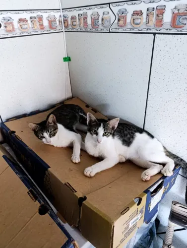 Gatinhos para adoção. PAGO CASTRAÇÃO.. 