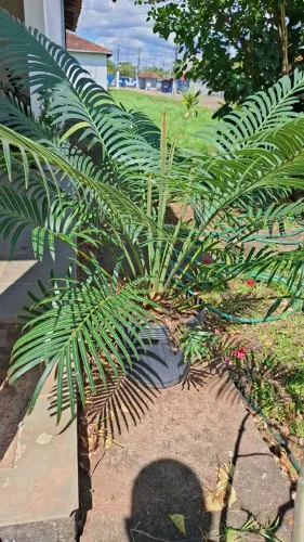 Planta Cica