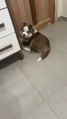 Husky Siberiano