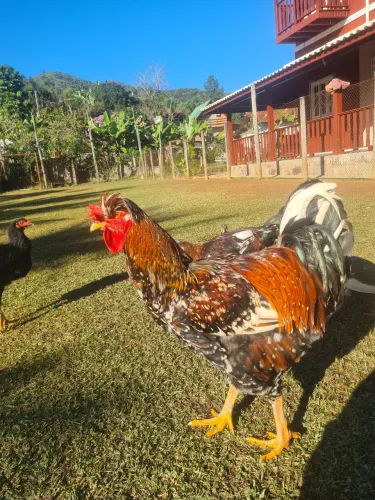 Vendo galos GSB 
