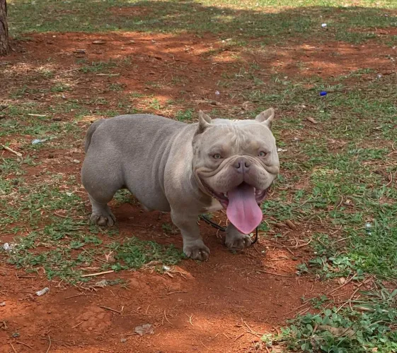 Lindo American Bully para cruzar