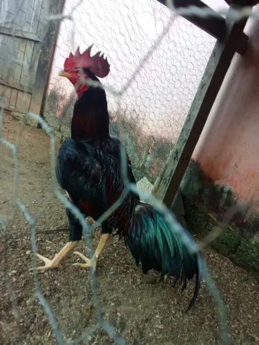 Venda