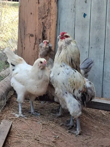 Vende se trio galinhas 