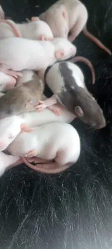 Rato Twister