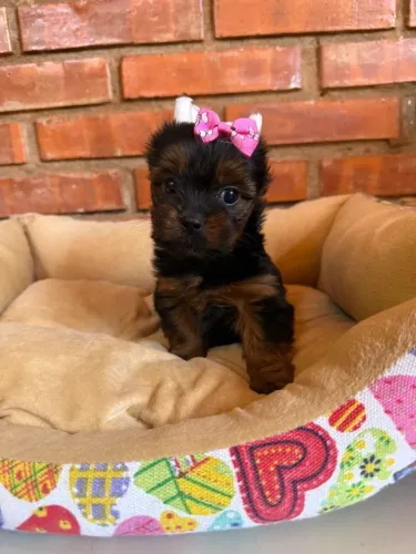 Yorkshire Terrier,Yorkshire Terrier Filhote Disponível Entrega Facilitada