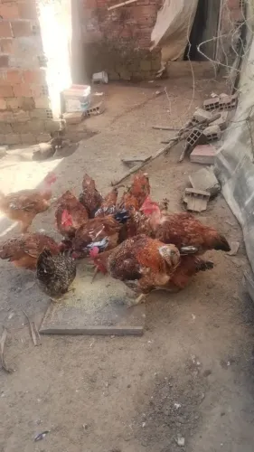 Galos pescoço  pelado