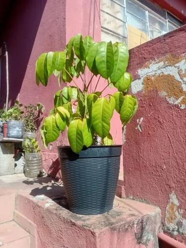 Cheflera (Árvore-Guarda-Chuva) em vaso - R$ 30