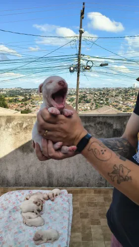 Filhotes de Pitbull 