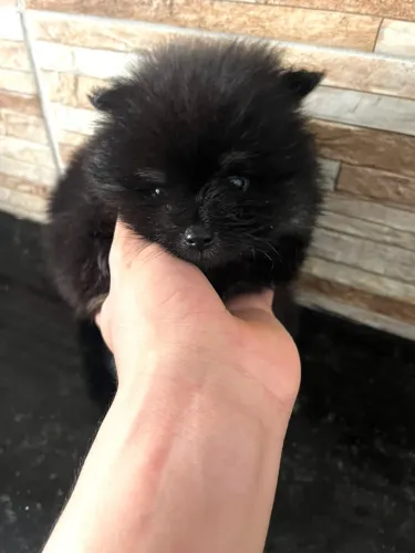 Spitz Alemão Preta - Filhote Fêmea Porte Pequeno