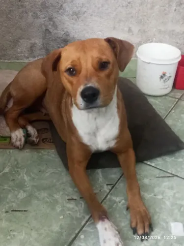 Estou doando um cachorro