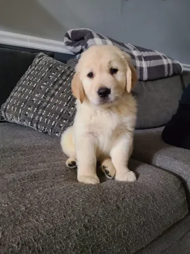 Golden Retriever charmoso