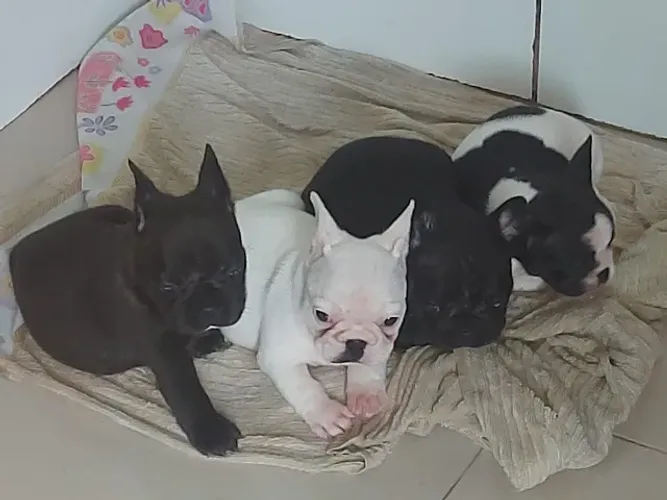 Filhote Bulldog Francês Fêmea Alegre e Brincalhona