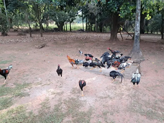 Galo , galinhas