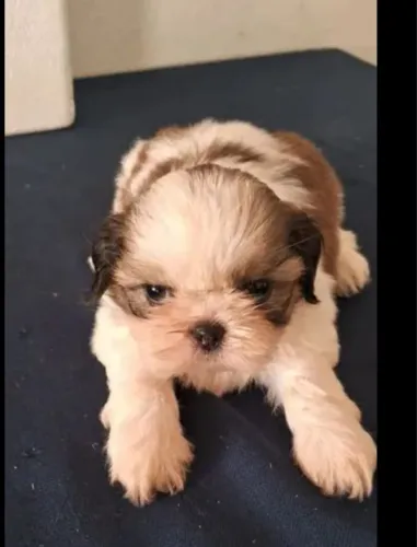 Shihtzu Filhotes Miniaturas Super Saudáveis. 