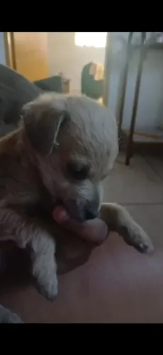 cachorrinho pra doação