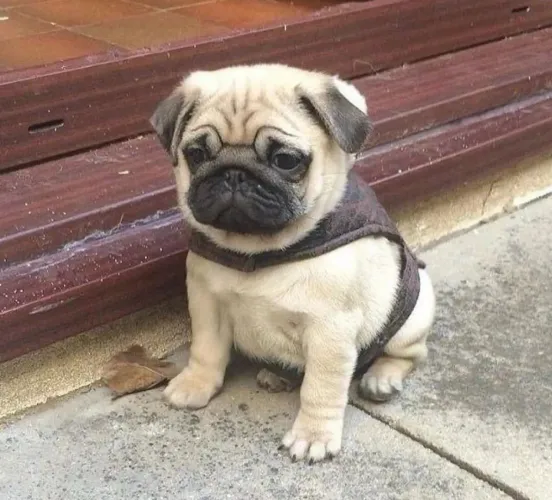 Filhote Pug, Seus dias nunca mais serão os mesmos com um cãopanheiro fiel!