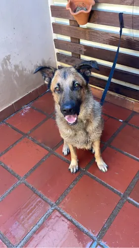Doasse cachorro 