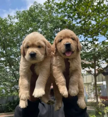 Filhotes de Golden Retriever | Uma companhia para tornar tudo mais leve!